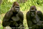 Funny gorilla