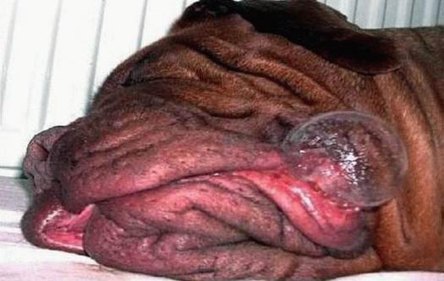Who ever said there was something wrong with alittle drool!
