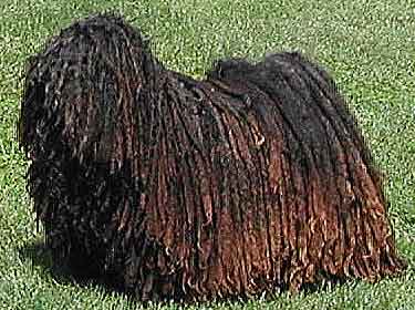 Dog with a mopful of hair covering his entire body.