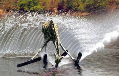 4qkgm1h8fe7t6ynpcvl5zi0xurwsdba32jo9_Waterskiing.jpg