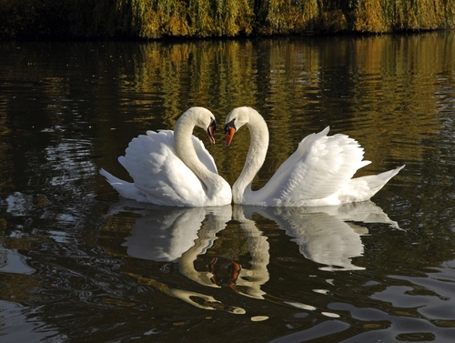 Cute swans couple on the lake.