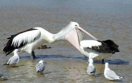 A pelicans mouth full.