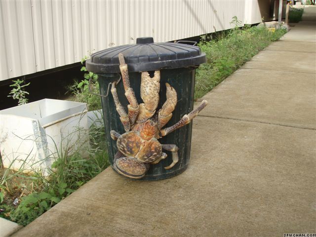 Attack of the killer trash eating crabs!
