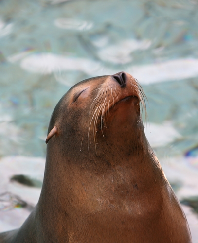 Cute sea lion in the water.