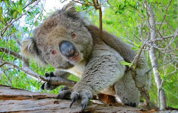 Cuddly koala bear clinging to a tree.