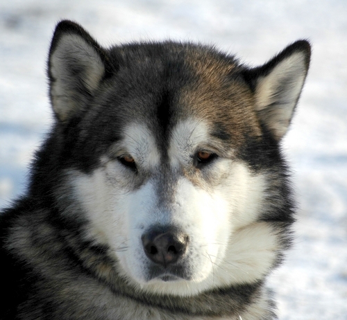Alaskan malamute dog.