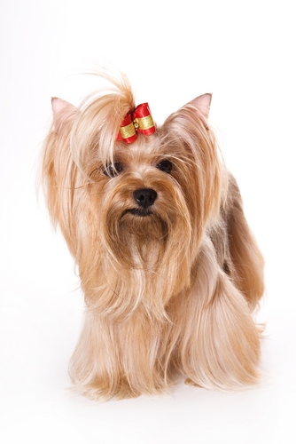 Cute yorkshire with a red rubbon.