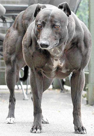 Is it possible for a dog to be on steriods? 