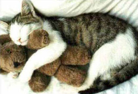 This cat really love teddy bear.