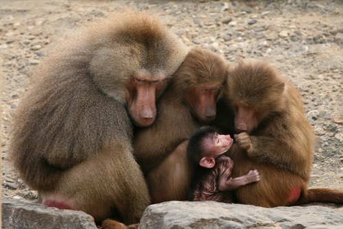 Family of baboons, monkey family. 