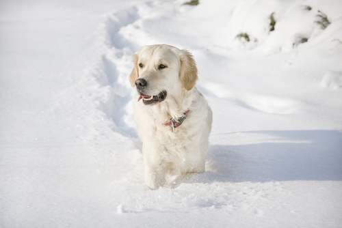 Funny picture of a golden retriever walking in the snow.