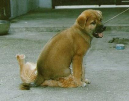 Where did the kitty go?