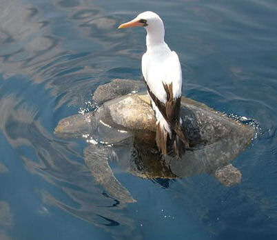 Seagull sits comfortably on a swimming turtle.