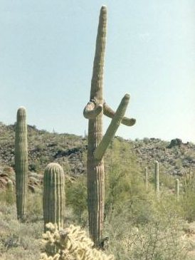 Cool shape for a cactus.