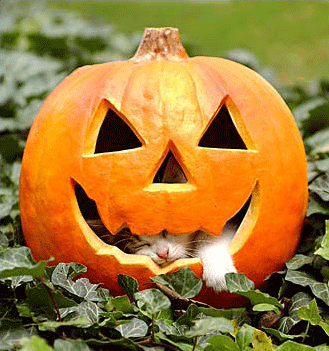 Cute kitty sleeps in a jack o lantern.