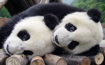 Cute picture of two pandas showing some love.