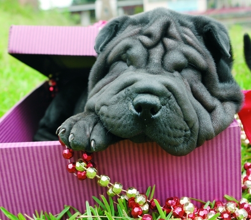 Purebreed shar pei puppy.