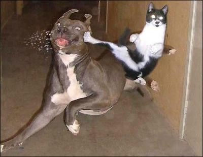 That is one tought kitty!