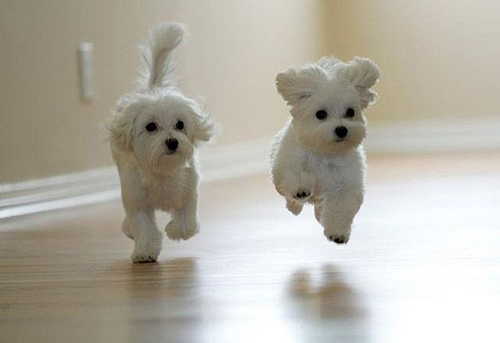 cute puppy wallpaper. CUTE PUPPIES IMAGES