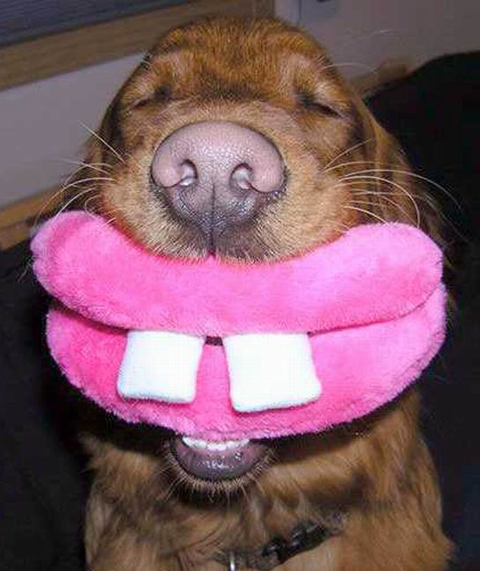 Toothy smile from a dog.