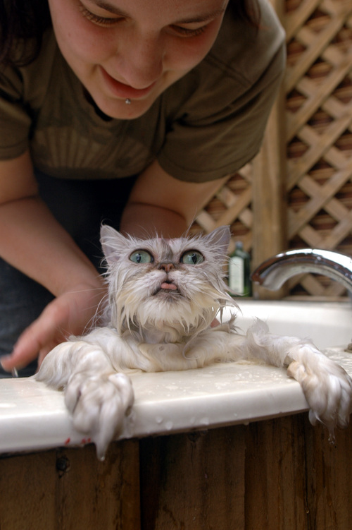Somebody Save Me! Poor Kitty.