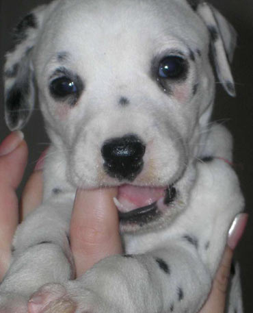 Closeup of a cute dalmatian puppy.