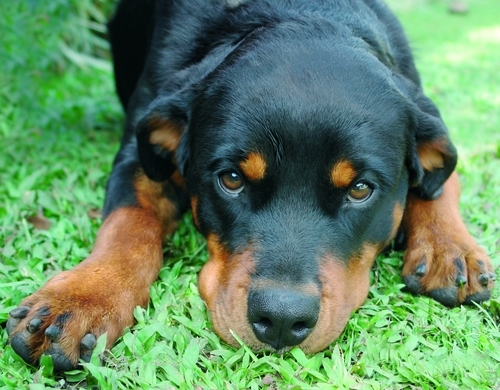Rottweiler lay down in the grass.