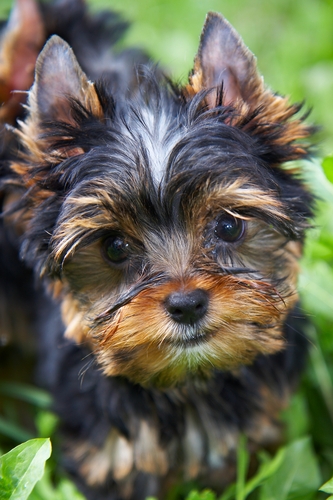 Yorkshire terrier plays in the grass.