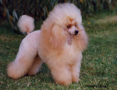 Cute poodle all groomed up.