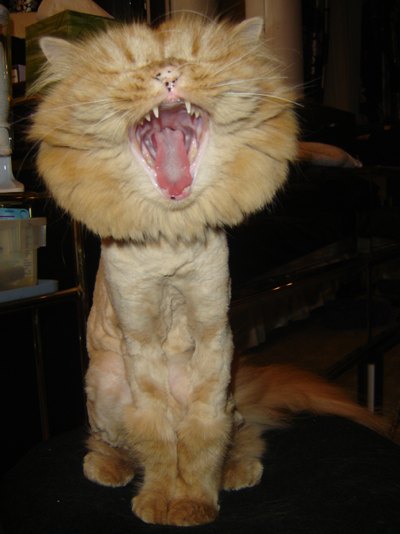 Somebody get this guy a hair cut!!