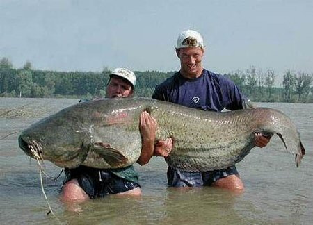 This will make you think twice about swimming in a lake. This catfish could eat you whole.